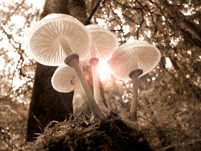 The Magic of Mushroom Safety